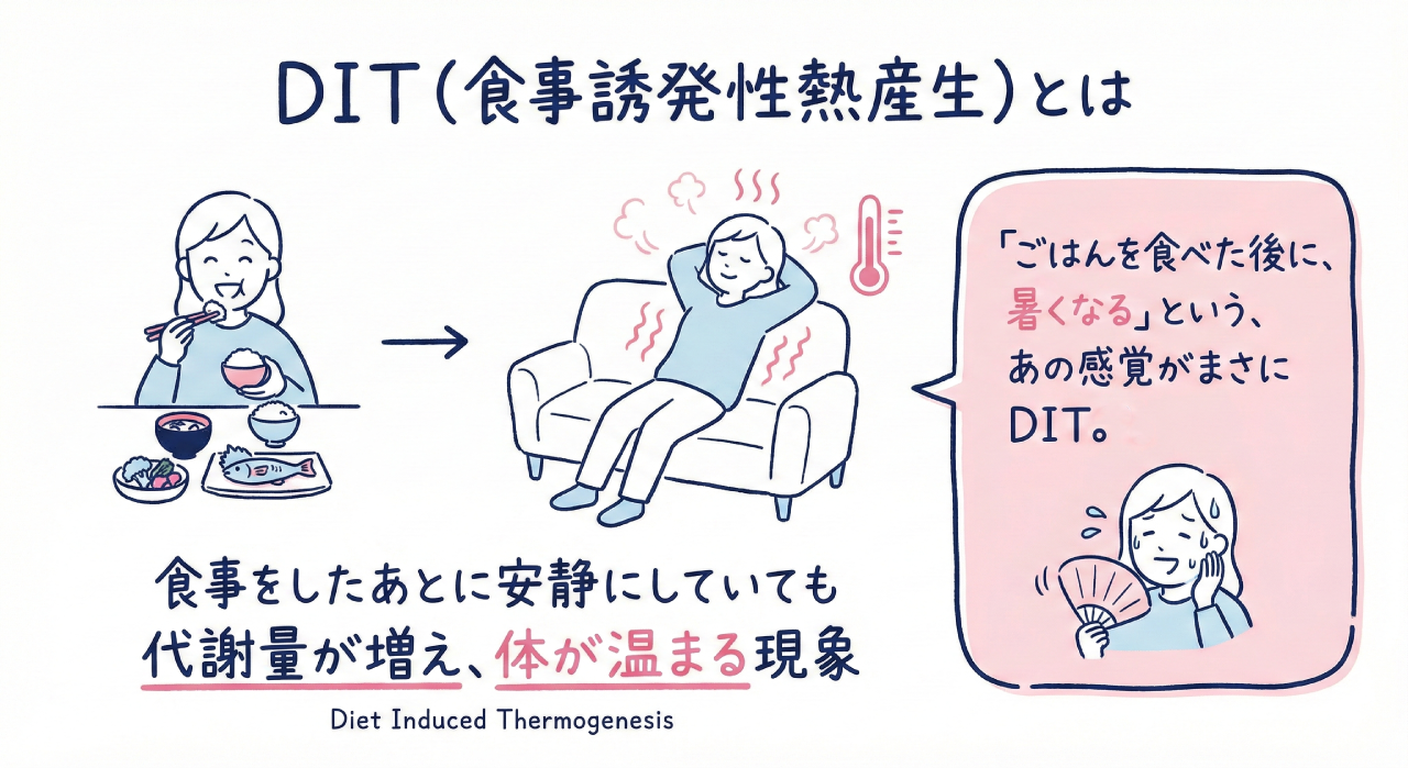 DIT（食事誘発性熱産生）とは