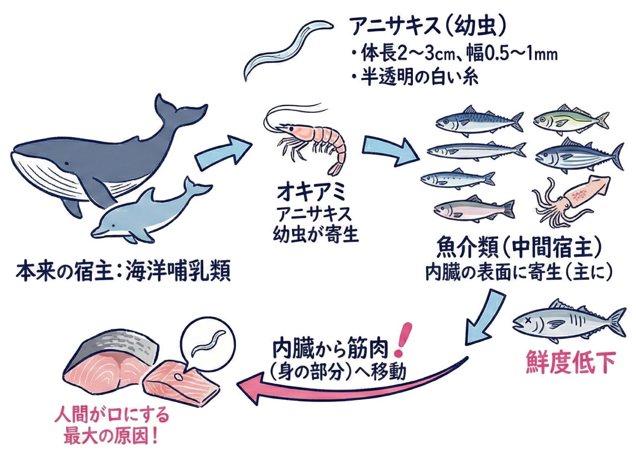 アニサキス感染のメカニズム